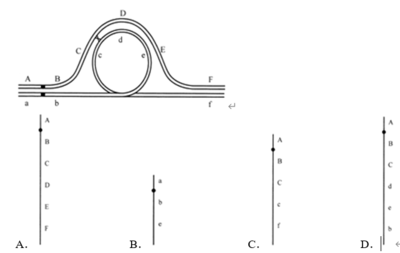 【高考模擬題】2021年 生物 河北&ldquo;八省聯(lián)考&rdquo;