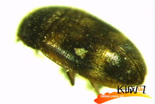 河北黃驊港口岸截獲13種外來生物 1種為全國首次