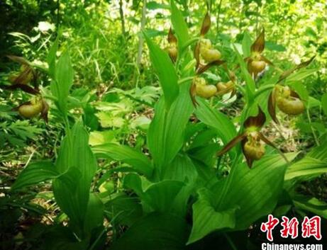 中國(guó)風(fēng)景園林學(xué)會(huì)