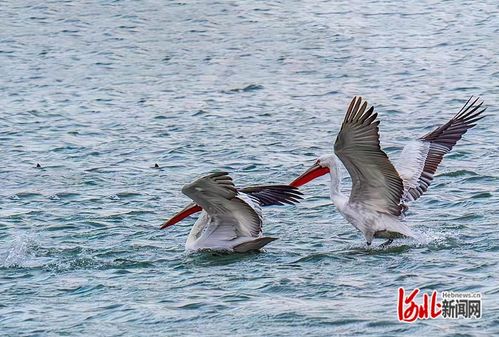 珍稀野生動物頻現(xiàn) 河北打造更多更美 鳥類天堂