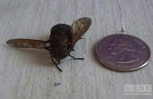 河北驚現(xiàn)千金 豬王 成精動(dòng)物真存在