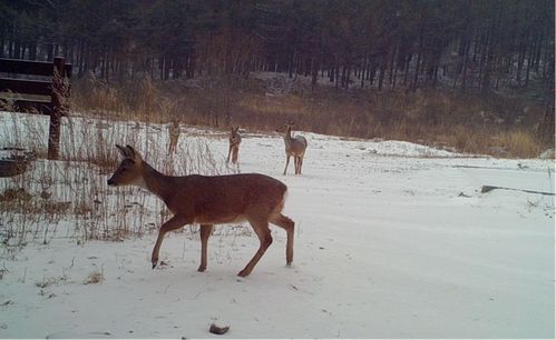多種珍稀物種現(xiàn)身河北霧靈山國家級自然保護(hù)區(qū) 生物多樣性保護(hù)取得扎實(shí)成效
